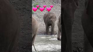 Crossing big river in the Savannah elephants [upl. by Goldner908]