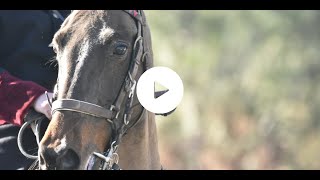 Quels liens entre le monde du cheval et celui de la chasse à courre [upl. by Holmen319]