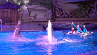 Dolfijnen show Dolphin Bay Adventure Boudewijn Seapark 2016 [upl. by Hussein]