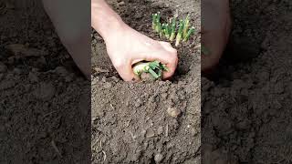 Replanting some more supermarket scallions owngrownplants microgreenssalads salad onion garden [upl. by Clark677]