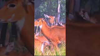 nilgai ka sikar shortfeed nature shortsvideo nilgai sorts nilgaijumping deer arvlogindia [upl. by Suoicerpal]