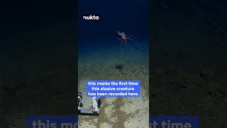 Rare footage Bigfin squid walks on ocean floor at 10000 feet in tonga trench  Nukta [upl. by Ratep]