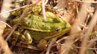 Passion Zones Humides  la grenouille verte commune Pelophylax kl esculentus [upl. by Sasnett98]