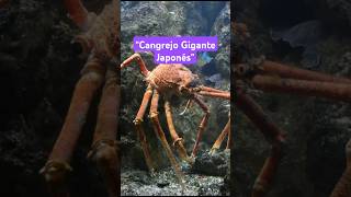 Cagrejo Gigante japonés curiosidadesvarias animales curioseando datoscuriosos reinoanimal [upl. by Eiramave]