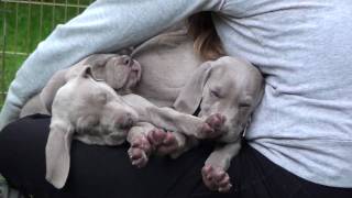 Weimaraner pups  6 weeks  07 [upl. by Marceau702]