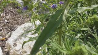 Echium vulgare vipers bugloss and blueweed a species of flowering plant in the family Boraginaceae [upl. by Fruin]