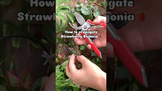 How to propagate Strawberry Begonia🍓 her real name is Saxifraga Stolonifera strawberrybegonia [upl. by Etezzil]