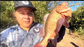 INCREÍBLE PESCA EN EL RÍO PRESIDIÓ PARGOS GIGANTES CON SEÑUELO Y CAMARÓN VIVO [upl. by Aihc]