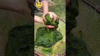 spirulina farming eat by S1V2 [upl. by Natanoy]