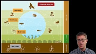 Ecosystem Ecology [upl. by Anatola]