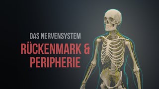 Nervensystem Teil 1  Rückenmark und Peripherie Animation [upl. by Vale]