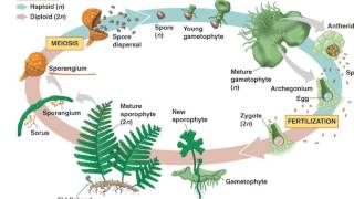 Fern Life Cycle [upl. by Redmond]