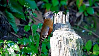 Baihualing Yunnan百花岭雲南Slender billed Scimitar Babbler 劍嘴鶥 Pomatorhinus superciliaris [upl. by Nohsauq974]