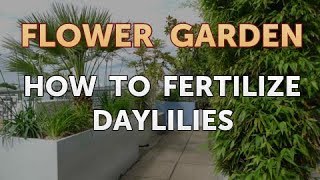 How to Fertilize Daylilies [upl. by Howey]