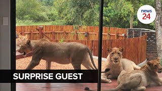 WATCH  There are lions on my stoep Man comes home to find uninvited guests lounging on the patio [upl. by Benge]