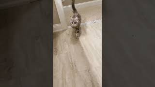 🔈Chirping Maine Coon kitten volume up [upl. by Siravaj]