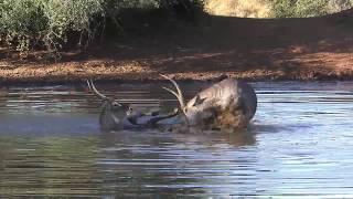 Waterbuck fight [upl. by Welton497]