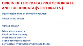 Origin of Chordates [upl. by Arlana]