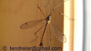 A harmless Diptera insect  the cranefly [upl. by Nohtiek]