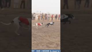 Greyhond dogs race 🏁 greyhound dograce doglover shortvideo shorts [upl. by Modeste]