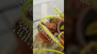 Carnivorous Plant Drosera Capensis Alba catches a fly in its sticky trap [upl. by Ruzich]