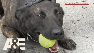 Live PD Running Drills with K9 Flex Season 2  AampE [upl. by Eilram]