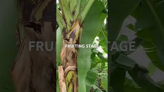 CAVENDISH BANANA FRUITING STAGE shortvideo [upl. by Sivie]