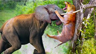 20 Times Lions Messed With The Wrong Opponent [upl. by Nomyaw]