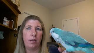 Quaker Parrots as Pets [upl. by Nej]