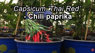 Thai Red chili paprika [upl. by Prinz]