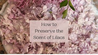 Preserve the Scent of Lilacs Enfleurage How To [upl. by Ayidah]