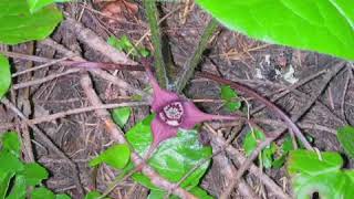 How to Grow Wild Ginger Asarum [upl. by Alekim225]