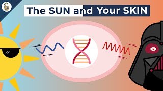 How UV Rays Damage Skin [upl. by Ahsieket908]