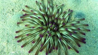 Condylactis Gigantea Anemone  Finding Nemo  Nemos home  Turkish coasts  Aegean Sea [upl. by Mailiw359]