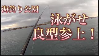 【浜名湖】海釣り公園 泳がせ 飲ませ釣り 良型 釣れる サビキでアジ好調 昼夜泳がせ熱い！ [upl. by Aimo]