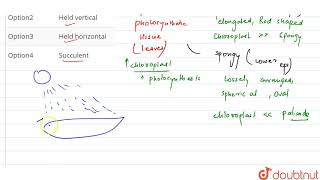 The best differentiation of meshophyll tissue into adaxial palisade tisse and abaxi [upl. by Aluk784]