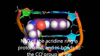 DNA intercalation by acridine4carboxamides [upl. by Dazhahs628]