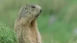 Prairie dogs calling each other [upl. by Aretse]