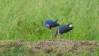 Grey headed swamphen commonly known as Indian Purple Moorhen [upl. by Weidner]