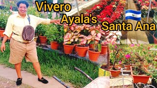 Imprecionante La Cantidad De Plantas 🪴🪻 Que Vende Este Vivero Santa Ana El Salvador 🇸🇻 [upl. by Nyletak]