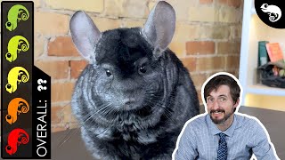 Chinchilla The Best Pet Mammal [upl. by Lleinad]