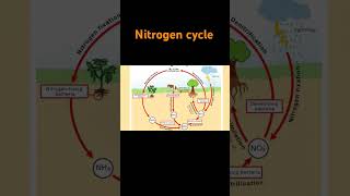 biology nitrogen cycle [upl. by Avehstab353]