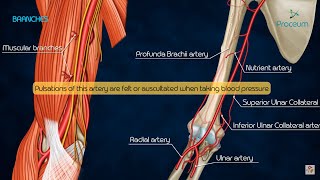 Anatomy of Brachial Artery  Origin  Course  Branches and Relations  USMLE  FMGE and Neet PG [upl. by Erhart957]