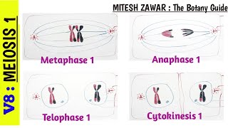 Meiosis 1  Stages of Meiosis 1 part 2  Metaphase 1 Anaphase 1 Telophase 1 amp Cytokinesis 1 [upl. by Arreis763]