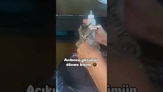 Afiyet olsun kuzum 😻 catvideos cat kedisesi kedi 🎥betulbet [upl. by Hertha]