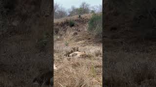 Lioness covered in CUBS  Lion Sands Game Resereve  Sabi Sand  South Africa [upl. by Ettegroeg346]