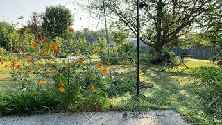 Eastern Cottontail And Birds In An Alabama Garden [upl. by Llerdnek]