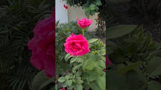 Rose flower♥️roseplant shortsfeed plants mygardening ytshorts viral rose flower [upl. by Slater962]