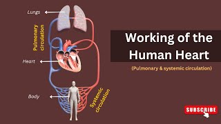 How Your Heart Works Exploring The Double Circulation Of Pulmonary And Systemic Circulation [upl. by Novahc]