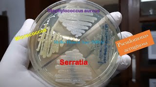 Staphylococcus PseudomonasSerratia and Micrococcus Growth Observation [upl. by Calbert]